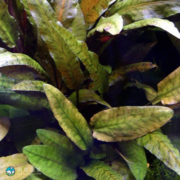 丹麦温蒂椒草-13