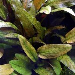 丹麦温蒂椒草-缩略图-13