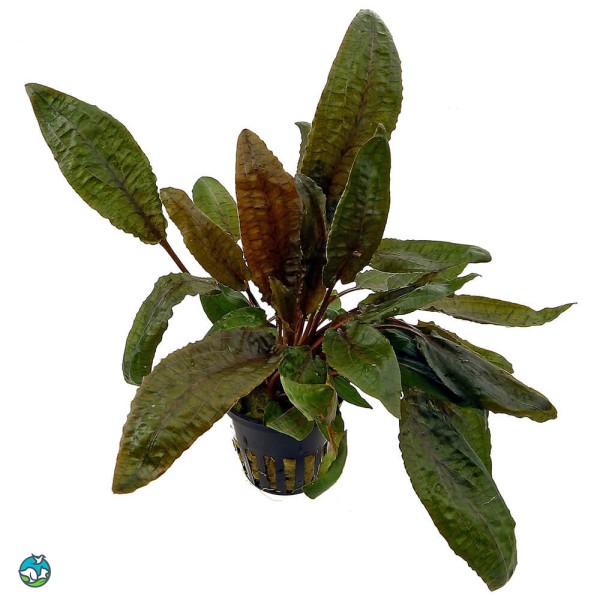 丹麦温蒂椒草-15