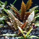 棕温蒂椒草-缩略图-1