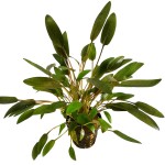 棕温蒂椒草-缩略图-2