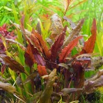 棕温蒂椒草-缩略图-3