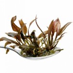 棕温蒂椒草-缩略图-4