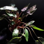 棕温蒂椒草-缩略图-5