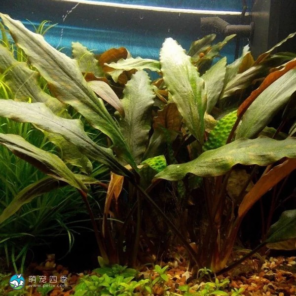 拟蛋叶芭蕉草-1