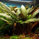 拟蛋叶芭蕉草-缩略图-1