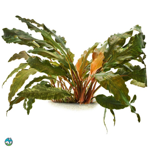 拟蛋叶芭蕉草-2