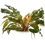 拟蛋叶芭蕉草-缩略图-2