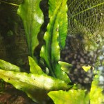 拟蛋叶芭蕉草-缩略图-3