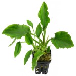 桃叶芭蕉草-缩略图-1