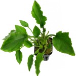 桃叶芭蕉草-缩略图-2