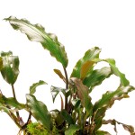 桃叶芭蕉草-缩略图-3