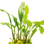 桃叶芭蕉草-缩略图-4