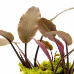 维氏芭蕉草-缩略图-1