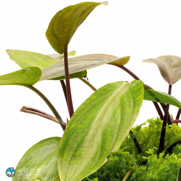 维氏芭蕉草-2