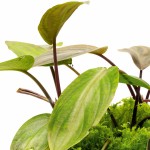 维氏芭蕉草-缩略图-2