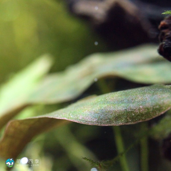 维氏芭蕉草-3
