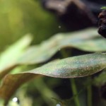 维氏芭蕉草-缩略图-3