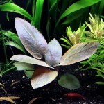 维氏芭蕉草-缩略图-4