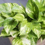 山崎桂-缩略图-1