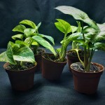 山崎桂-缩略图-2