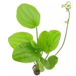 象耳草-缩略图-1