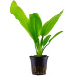 象耳草-缩略图-2