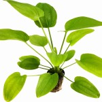 象耳草-缩略图-3