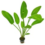 象耳草-缩略图-5