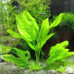 象耳草-缩略图-6