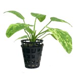 象耳草-缩略图-7