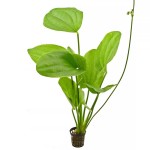 象耳草-缩略图-8