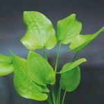 象耳草-缩略图-9