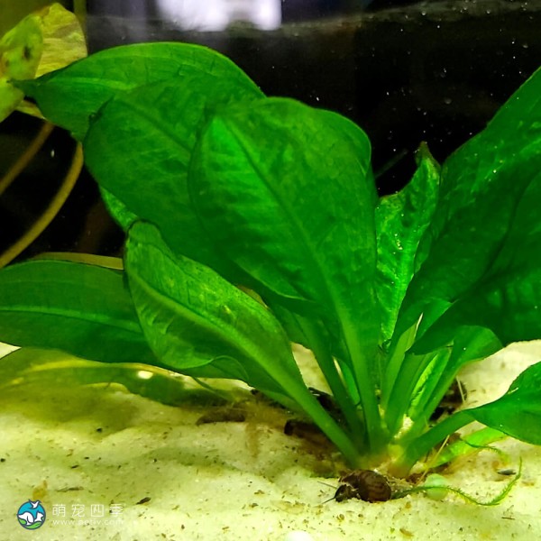 新卵圆皇冠草-1