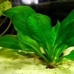 新卵圆皇冠草-缩略图-1