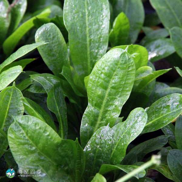 新卵圆皇冠草-2