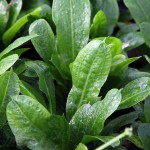 新卵圆皇冠草-缩略图-2