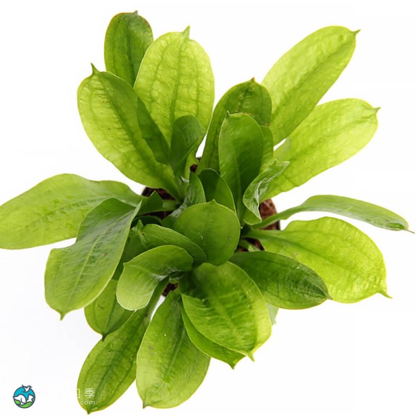 新卵圆皇冠草-3