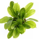 新卵圆皇冠草-缩略图-3