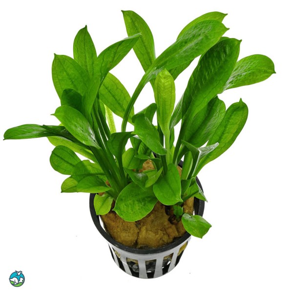 新卵圆皇冠草-4