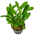 新卵圆皇冠草-缩略图-4