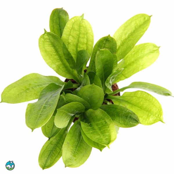 新卵圆皇冠草-5