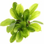 新卵圆皇冠草-缩略图-5