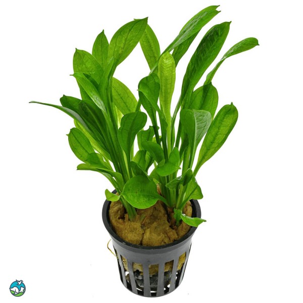 新卵圆皇冠草-6