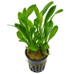 新卵圆皇冠草-缩略图-6