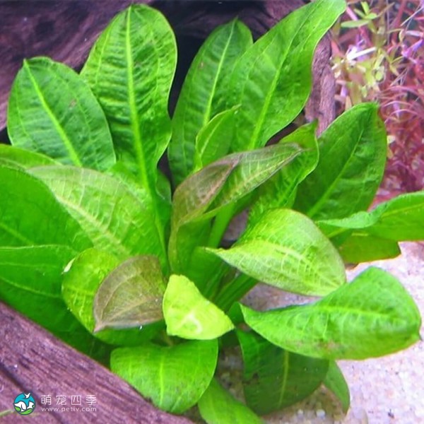 新卵圆皇冠草-7