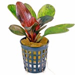 哈迪红珍珠皇冠草-缩略图-1