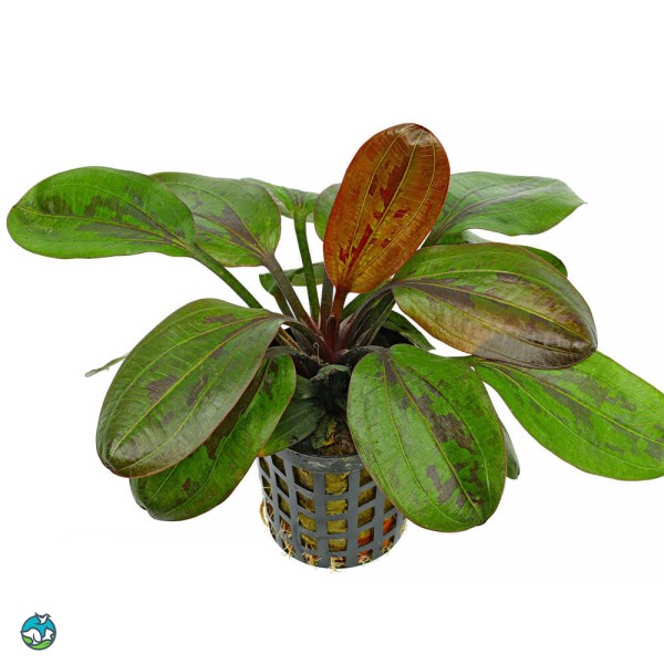 哈迪红珍珠皇冠草-2