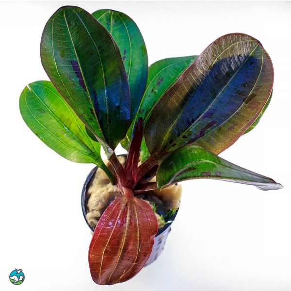 哈迪红珍珠皇冠草-3