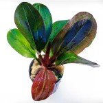 哈迪红珍珠皇冠草-缩略图-3